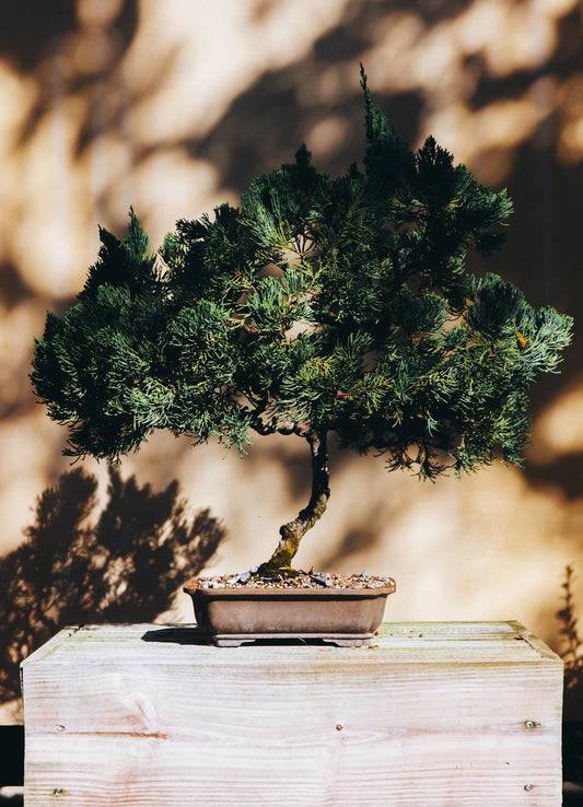 NEW Bonsai Tree (Flow Workshop)